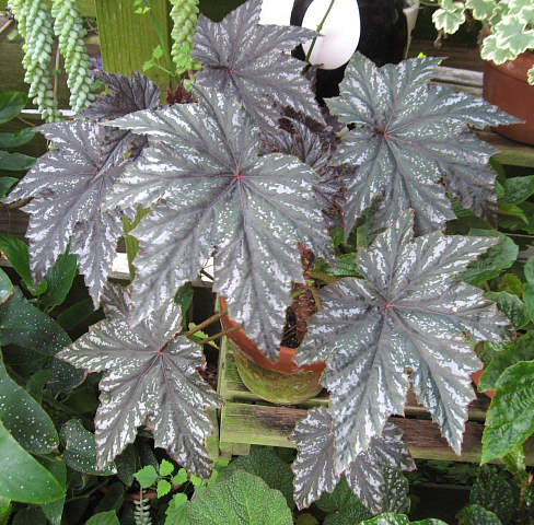 B. ‘Nancy Cummins’